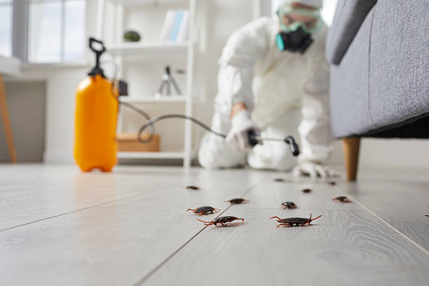 Affordable Termite Control solutions in Devens, MA
